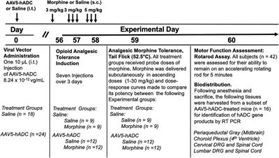 Adeno-associated virus-mediated gene transfer of arginine decarboxylase to the central nervous system prevents opioid analgesic tolerance
